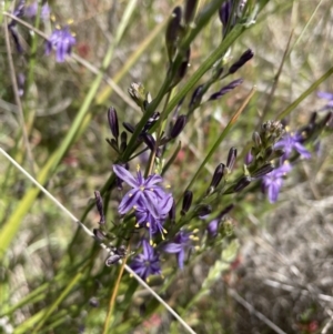 Caesia calliantha at Gungahlin, ACT - 20 Dec 2022