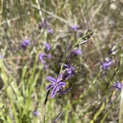 Caesia calliantha at Gungahlin, ACT - 20 Dec 2022