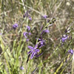 Caesia calliantha at Gungahlin, ACT - 20 Dec 2022