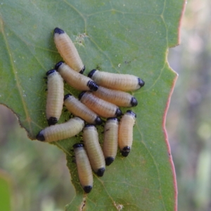 Paropsis atomaria at Stromlo, ACT - 18 Dec 2022