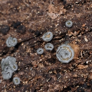 Proliferodiscus pulveraceus at Molonglo Valley, ACT - 26 Oct 2003