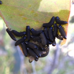 Paropsisterna sp. (genus) (A leaf beetle) at Lions Youth Haven - Westwood Farm A.C.T. - 18 Dec 2022 by HelenCross