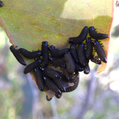 Paropsisterna sp. (genus) (A leaf beetle) at Lions Youth Haven - Westwood Farm A.C.T. - 18 Dec 2022 by HelenCross