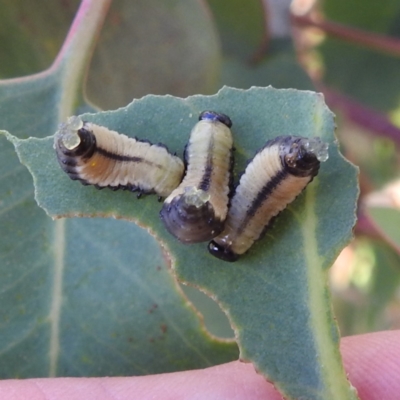 Paropsisterna cloelia (Eucalyptus variegated beetle) at Stromlo, ACT - 18 Dec 2022 by HelenCross