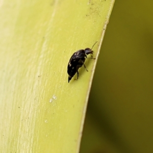 Mordellidae (family) at Pambula Beach, NSW - 20 Dec 2022 01:07 PM