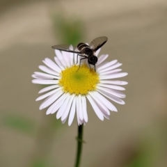 Unidentified Hover fly (Syrphidae) at Pambula Beach, NSW - 20 Dec 2022 by KylieWaldon