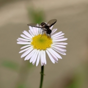Villa sp. (genus) at Pambula Beach, NSW - 20 Dec 2022 12:59 PM