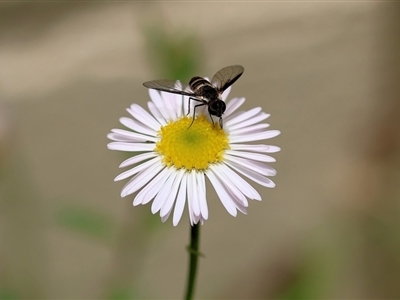 Villa sp. (genus) (Unidentified Villa bee fly) at Pambula Beach, NSW - 20 Dec 2022 by KylieWaldon