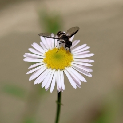 Unidentified Hover fly (Syrphidae) at Pambula Beach, NSW - 20 Dec 2022 by KylieWaldon