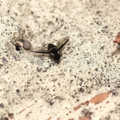Villa sp. (genus) at Pambula Beach, NSW - 20 Dec 2022 12:59 PM