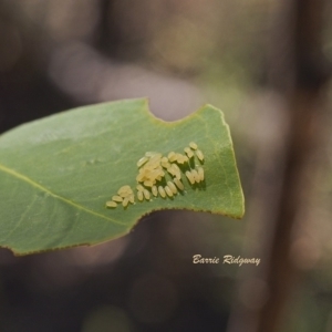 Paropsisterna cloelia at Coree, ACT - 18 Dec 2022