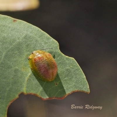 Paropsisterna fastidiosa (Eucalyptus leaf beetle) at Coree, ACT - 18 Dec 2022 by BarrieR