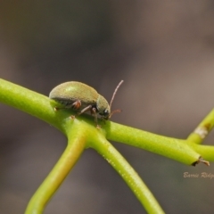 Paropsisterna fastidiosa at Coree, ACT - 18 Dec 2022