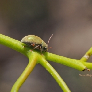 Paropsisterna fastidiosa at Coree, ACT - 18 Dec 2022