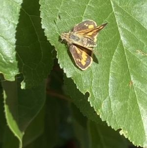 Ocybadistes walkeri at Theodore, ACT - 20 Dec 2022