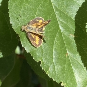 Ocybadistes walkeri at Theodore, ACT - 20 Dec 2022