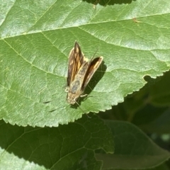 Ocybadistes walkeri at Theodore, ACT - 20 Dec 2022