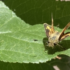 Ocybadistes walkeri at Theodore, ACT - 20 Dec 2022