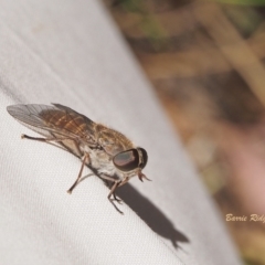 Dasybasis sp. (genus) (A march fly) at Coree, ACT - 18 Dec 2022 by BarrieR