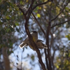 Anthochaera carunculata (Red Wattlebird) at Greenleigh, NSW - 30 Nov 2022 by LyndalT