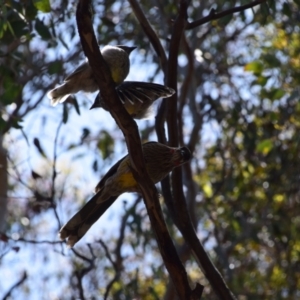 Anthochaera carunculata at Greenleigh, NSW - 30 Nov 2022