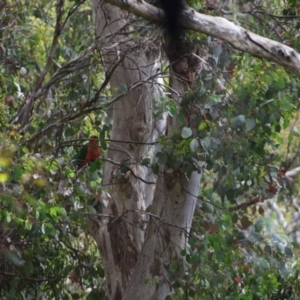 Alisterus scapularis at Greenleigh, NSW - 14 Dec 2022