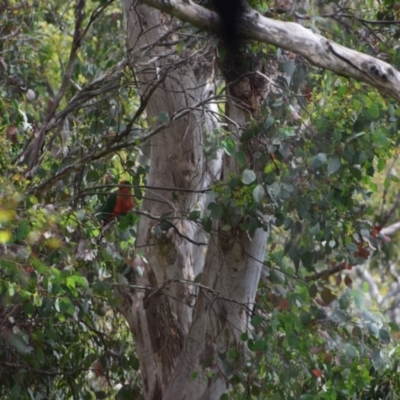 Alisterus scapularis (Australian King-Parrot) at Greenleigh, NSW - 14 Dec 2022 by LyndalT