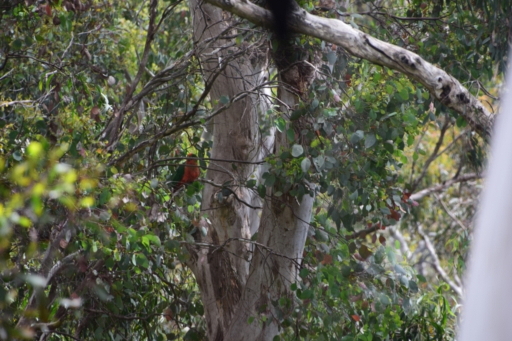 Alisterus scapularis at Greenleigh, NSW - 14 Dec 2022