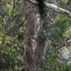 Alisterus scapularis (Australian King-Parrot) at Greenleigh, NSW - 13 Dec 2022 by LyndalT