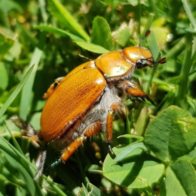 Anoplognathus brunnipennis (Green-tailed Christmas beetle) at Kambah, ACT - 20 Dec 2022 by MatthewFrawley