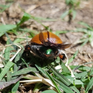 Anoplognathus brunnipennis at Kambah, ACT - 20 Dec 2022