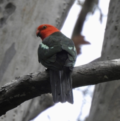 Alisterus scapularis (Australian King-Parrot) at Narooma, NSW - 5 Dec 2022 by GlossyGal