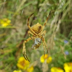 Unidentified Orb-weaving spider (several families) at Kambah, ACT - 20 Dec 2022 by MatthewFrawley