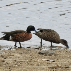 Anas castanea (Chestnut Teal) at Batemans Marine Park - 6 Dec 2022 by GlossyGal