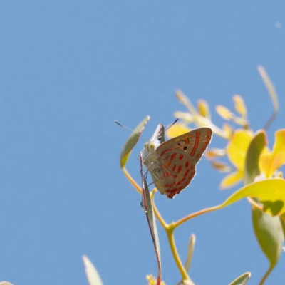 Hypochrysops delicia (Moonlight Jewel) at Mount Ainslie - 19 Dec 2022 by DPRees125