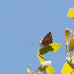 Hypochrysops delicia at Ainslie, ACT - suppressed