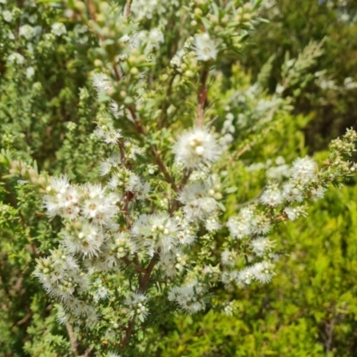 Kunzea ambigua (White Kunzea) at Isaacs Ridge and Nearby - 20 Dec 2022 by Mike