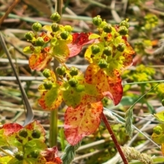 Euphorbia oblongata (Egg-leaf Spurge) at Isaacs Ridge and Nearby - 20 Dec 2022 by Mike