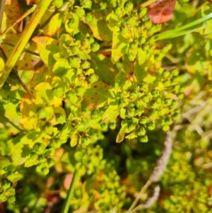 Euphorbia oblongata at Isaacs, ACT - 20 Dec 2022