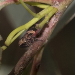 Eurymeloides adspersa (Gumtree hopper) at Higgins, ACT - 14 Dec 2022 by AlisonMilton