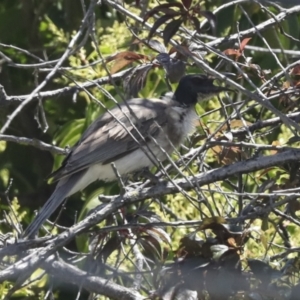 Philemon corniculatus at Higgins, ACT - 20 Dec 2022 01:39 PM