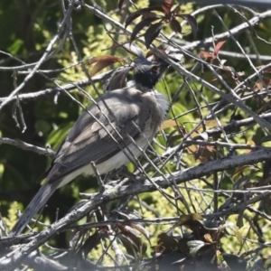 Philemon corniculatus at Higgins, ACT - 20 Dec 2022 01:39 PM