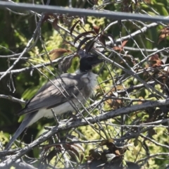 Philemon corniculatus at Higgins, ACT - 20 Dec 2022 01:39 PM