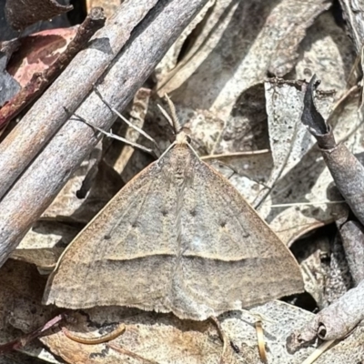 Epidesmia (genus) (Epidesmia moth) at Tennent, ACT - 20 Dec 2022 by Pirom