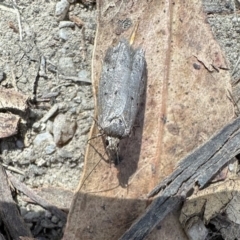 Oecophoridae provisional species 1 at Cotter River, ACT - 19 Dec 2022 by Pirom