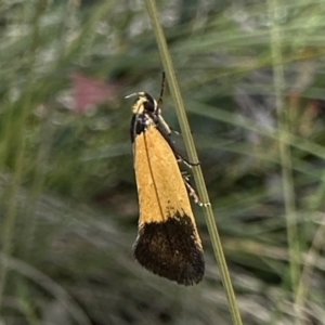 Merocroca automima at Cotter River, ACT - 20 Dec 2022