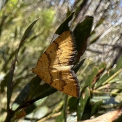 Chrysolarentia correlata (Yellow Carpet) at Cotter River, ACT - 20 Dec 2022 by Pirom