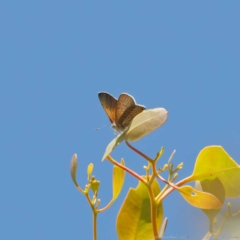 Acrodipsas aurata (Golden Ant-blue) at Mount Ainslie - 19 Dec 2022 by DPRees125