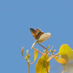 Acrodipsas aurata at Ainslie, ACT - 19 Dec 2022