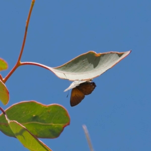 Acrodipsas aurata at Ainslie, ACT - 19 Dec 2022